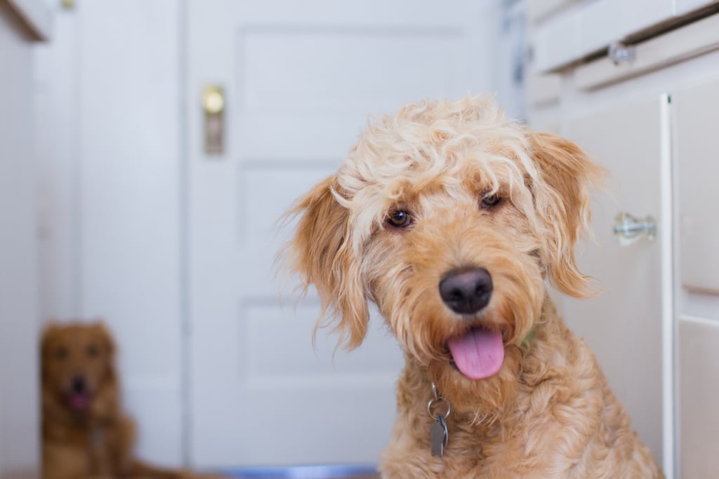 Elo Mito: recuento de videos y fotos chistosos de perros