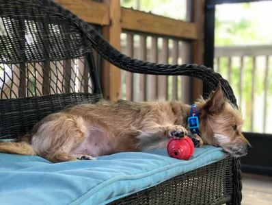 Elo Mito: recuento de videos y fotos chistosos de perros