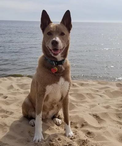Elo Mito: recuento de videos y fotos chistosos de perros