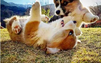 Elo Mito: recuento de videos y fotos chistosos de perros