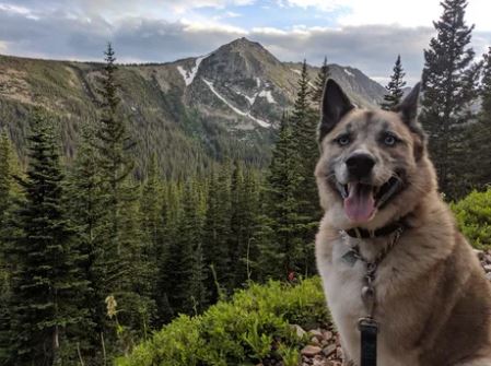 Elo Mito: recuento de videos y fotos chistosos de perros