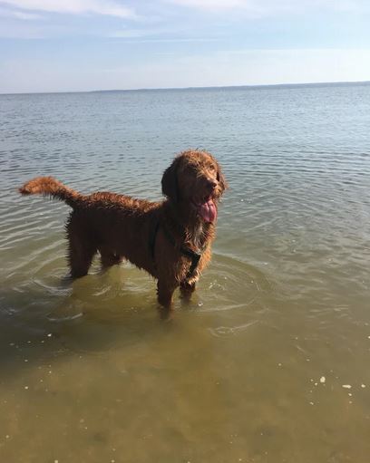 Elo Mito: recuento de videos y fotos chistosos de perros