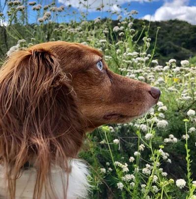 Elo Mito: recuento de videos y fotos chistosos de perros