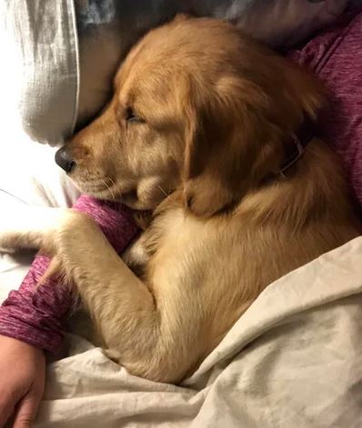 Elo Mito: recuento de videos y fotos chistosos de perros