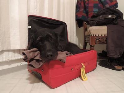 Elo Mito: recuento de videos y fotos chistosos de perros