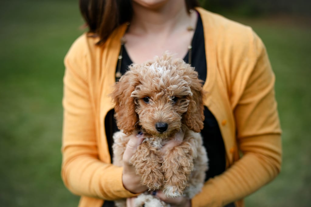 Elo Mito: recuento de videos y fotos chistosos de perros