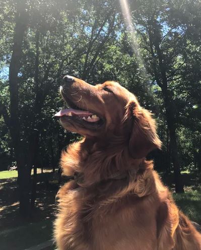 Elo Mito: recuento de videos y fotos chistosos de perros
