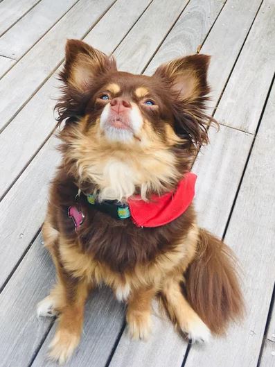 Elo Mito: recuento de videos y fotos chistosos de perros