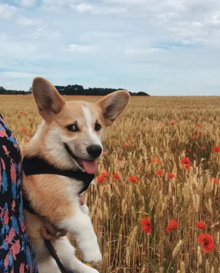 Elo Mito: recuento de videos y fotos chistosos de perros