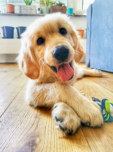 Elo Mito: recuento de videos y fotos chistosos de perros