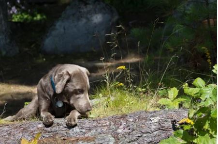 Elo Mito: recuento de videos y fotos chistosos de perros