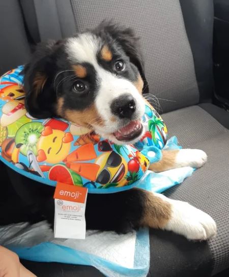 Elo Mito: recuento de videos y fotos chistosos de perros