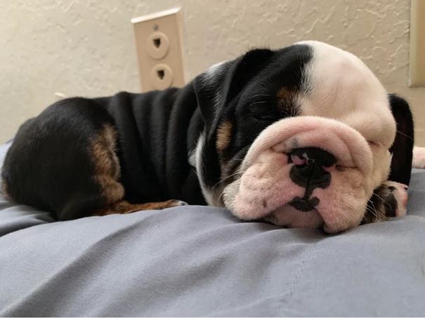 Elo Mito: recuento de videos y fotos chistosos de perros