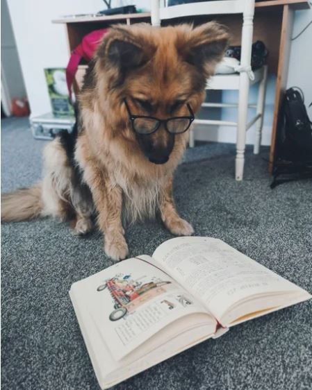 Elo Mito: recuento de videos y fotos chistosos de perros