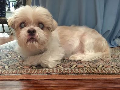 Elo Mito: recuento de videos y fotos chistosos de perros