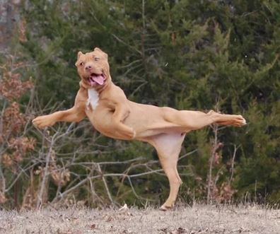 Elo Mito: recuento de videos y fotos chistosos de perros