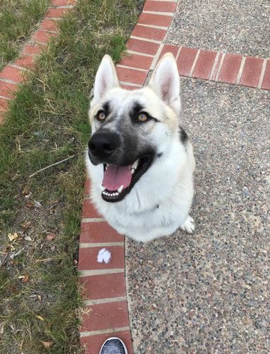 Elo Mito: recuento de videos y fotos chistosos de perros
