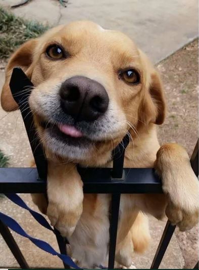 Elo Mito: recuento de videos y fotos chistosos de perros