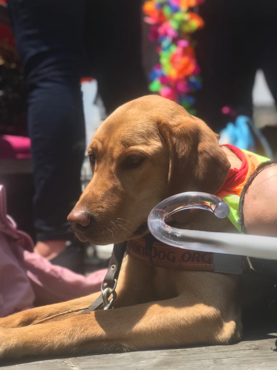 Elo Mito: recuento de videos y fotos chistosos de perros