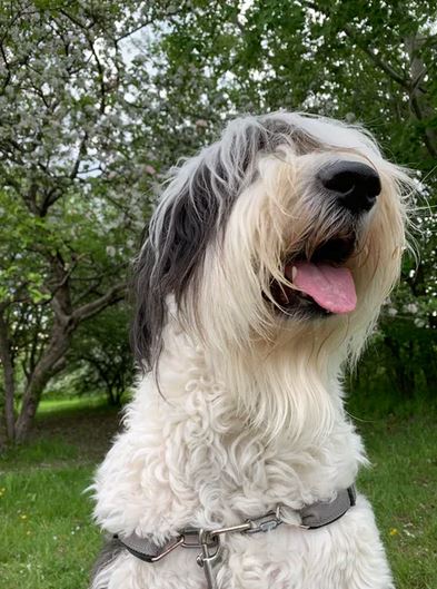 Elo Mito: recuento de videos y fotos chistosos de perros