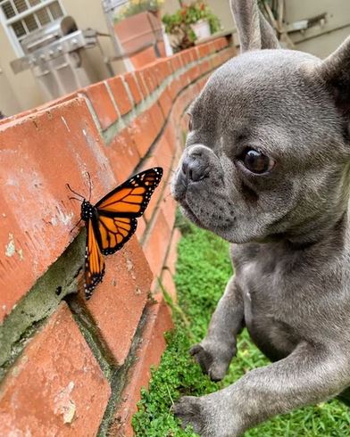 Elo Mito: recuento de videos y fotos chistosos de perros