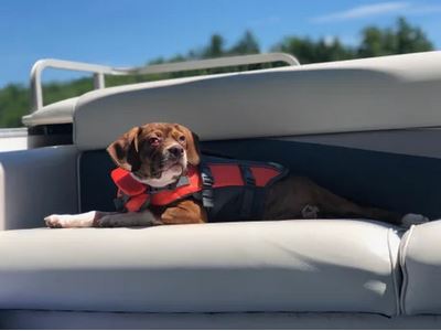 Elo Mito: recuento de videos y fotos chistosos de perros