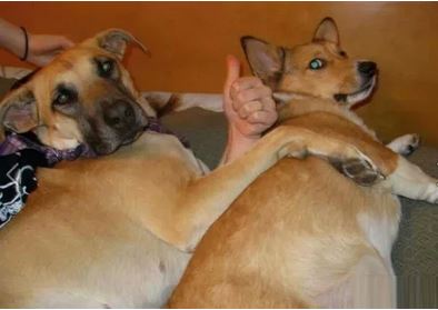Elo Mito: recuento de videos y fotos chistosos de perros