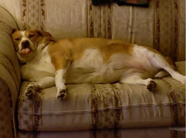 Elo Mito: recuento de videos y fotos chistosos de perros