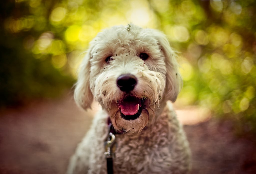 Elo Mito: recuento de videos y fotos chistosos de perros