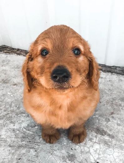 Elo Mito: recuento de videos y fotos chistosos de perros