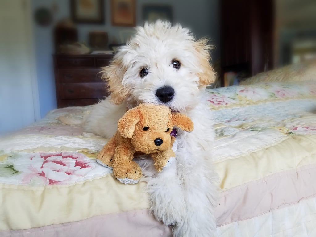 Elo Mito: recuento de videos y fotos chistosos de perros