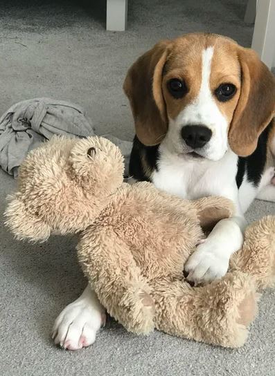 Elo Mito: recuento de videos y fotos chistosos de perros