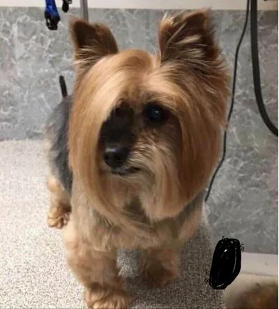 Elo Mito: recuento de videos y fotos chistosos de perros