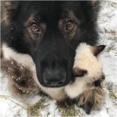 Elo Mito: recuento de videos y fotos chistosos de perros