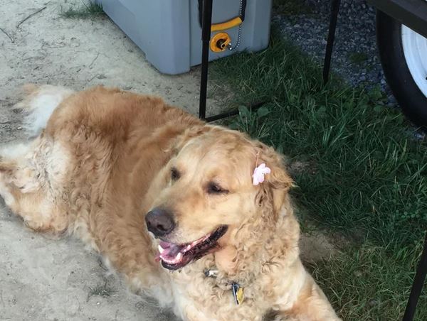 Elo Mito: recuento de videos y fotos chistosos de perros