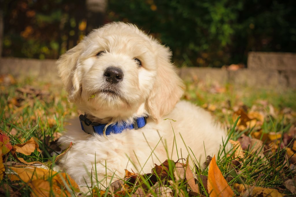 Elo Mito: recuento de videos y fotos chistosos de perros