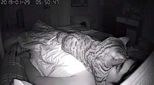 Gato trata de asfixiarlo mientras duerme 3. (Facebook Lomphonten Lomphontan)