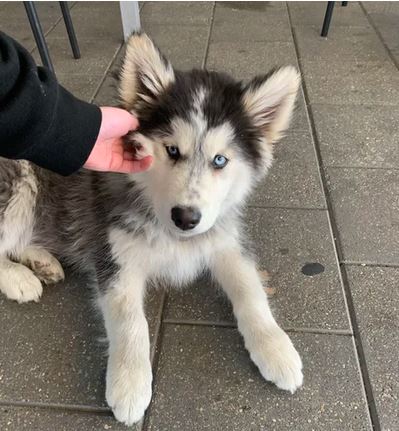 Elo Mito: recuento de videos y fotos chistosos de perros