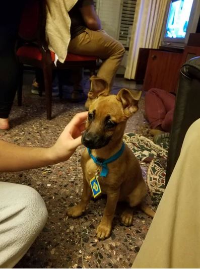 Elo Mito: recuento de videos y fotos chistosos de perros