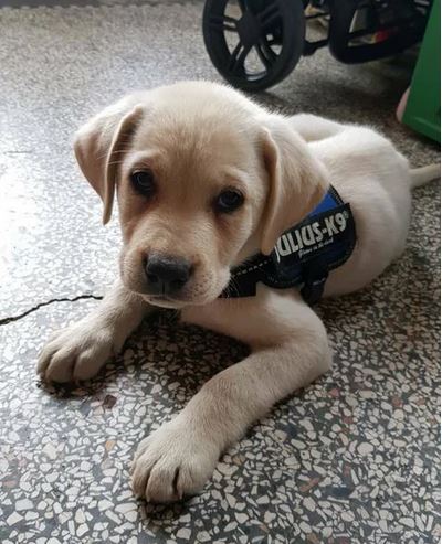 Elo Mito: recuento de videos y fotos chistosos de perros