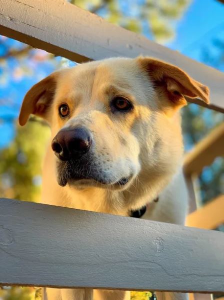 Elo Mito: recuento de videos y fotos chistosos de perros