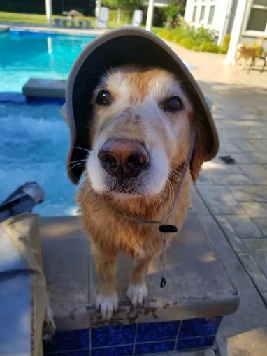 Elo Mito: recuento de videos y fotos chistosos de perros
