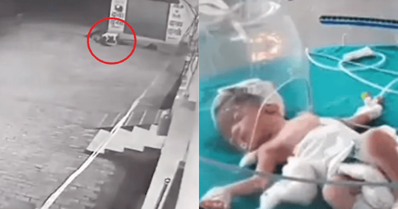 VIDEO: perros rescatan bebé abandonada en coladera callejera