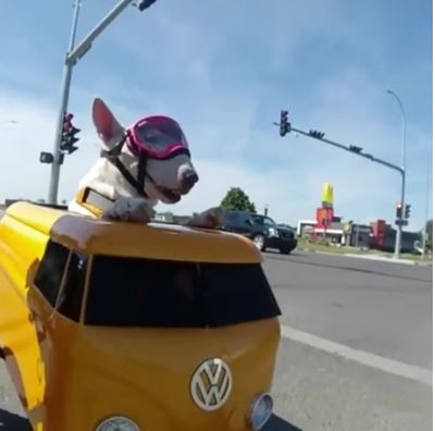 Elo Mito: recuento de videos y fotos chistosos de perros