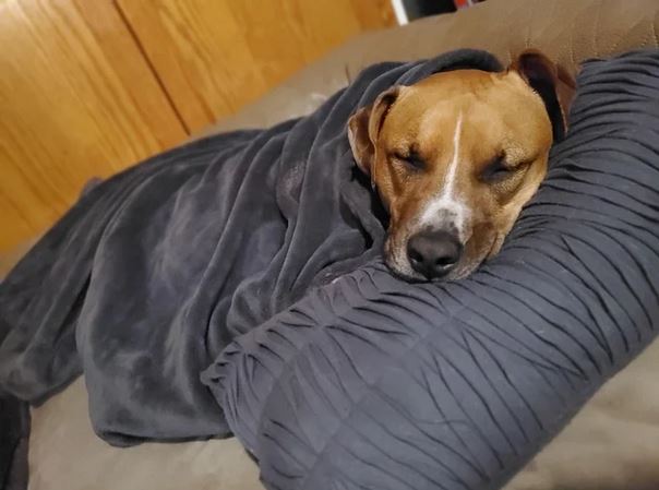Elo Mito: recuento de videos y fotos chistosos de perros