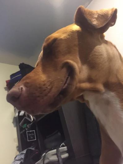 Elo Mito: recuento de videos y fotos chistosos de perros