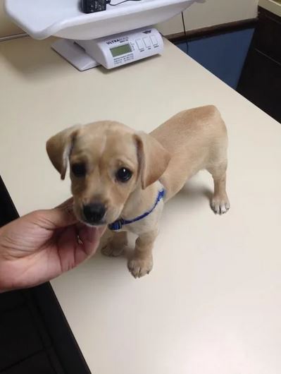 Elo Mito: recuento de videos y fotos chistosos de perros