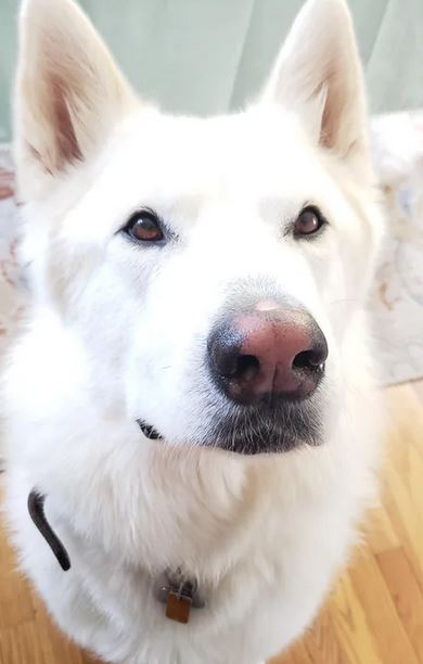 Elo Mito: recuento de videos y fotos chistosos de perros