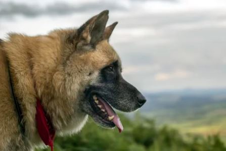 Elo Mito: recuento de videos y fotos chistosos de perros
