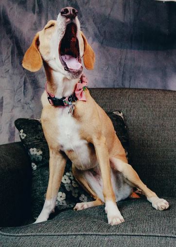 Elo Mito: recuento de videos y fotos chistosos de perros